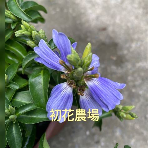 香水藍蝶花照顧